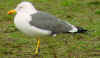 ad LBBG in Januari-April, ringed in the Netherlands. 