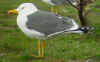 ad LBBG in Januari-April, ringed in Belgium.