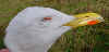 ad LBBG in Januari-April, ringed in the Netherlands. 