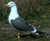 ad LBBG in Januari-April, ringed in the Netherlands. 