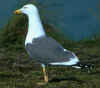 ad LBBG in Januari-April, ringed in the Netherlands. 