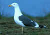 ad LBBG in Januari-April, ringed in the Netherlands. 