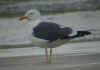 ad LBBG in Januari-April, ringed in the U.K. (65100 bytes)