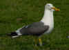 sub-adult graellsii in May, ringed in Belgium. (74850 bytes)