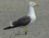 sub-adult graellsii in May, ringed in Belgium. (69228 bytes)