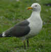 adult graellsii in May, ringed in the Netherlands. (79250 bytes)