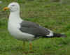 adult graellsii in May, ringed in the Netherlands. (75234 bytes)