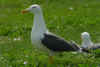 adult graellsii in May, ringed in the Netherlands. (77993 bytes)