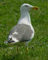 adult graellsii in May, ringed in the Netherlands. (77938 bytes)