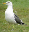 adult graellsii in May, ringed in the Netherlands. 