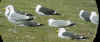 adult intermedius in May.