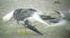 adult graellsii in May. 