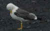 adult graellsii in May, ringed in the Netherlands. (66195 bytes)