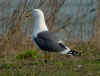 ad LBBG in Januari-April, ringed in the Netherlands. (74818 bytes)