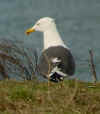 ad LBBG in Januari-April, ringed in the Netherlands. (65137 bytes)