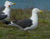 ad LBBG in Januari-April, ringed in the Netherlands. (76352 bytes)