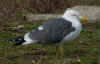 ad LBBG in Januari-April, ringed in the Netherlands. (74277 bytes)