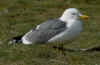 ad LBBG in Januari-April, ringed in the Netherlands. (62199 bytes)