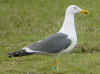 ad LBBG in Januari-April, ringed in the Netherlands. (61436 bytes)