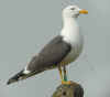ad LBBG in Januari-April, ringed in the Netherlands. (42288 bytes)