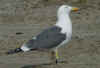 ad LBBG in Januari-April, ringed in the Netherlands. (59338 bytes)