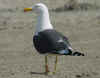 ad LBBG in Januari-April, ringed in the Netherlands. (55458 bytes)