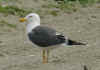 ad LBBG in Januari-April, ringed in the Netherlands. (64862 bytes)