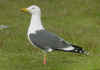 ad LBBG in Januari-April, ringed in the Netherlands. (72437 bytes)