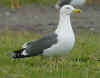 ad LBBG in Januari-April, ringed in the Netherlands. (94477 bytes)