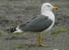 ad LBBG in Januari-April, ringed in the Netherlands. (89902 bytes)