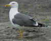 ad LBBG in Januari-April, ringed in the Netherlands. (82571 bytes)