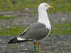 ad LBBG in Januari-April, ringed in the Netherlands. (80252 bytes)