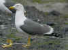 ad LBBG in Januari-April, ringed in Belgium. (89070 bytes)
