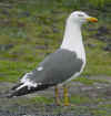 ad LBBG in Januari-April, ringed in the Netherlands. (74578 bytes)