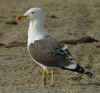 ad LBBG in Januari-April, ringed in the Netherlands. (67676 bytes)