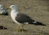 ad LBBG in Januari-April, ringed in the U.K. (71053 bytes)