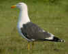 ad LBBG in Januari-April, ringed in the Netherlands. (74653 bytes)