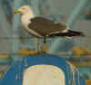 ad LBBG in Januari-April, ringed in Belgium. (78756 bytes)
