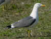 ad LBBG in Januari-April, ringed in the Netherlands. (72295 bytes)