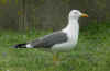 ad LBBG in Januari-April, ringed in the Netherlands. (91881 bytes)