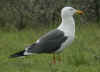 ad LBBG in Januari-April, ringed in the Netherlands. (84664 bytes)