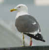 ad LBBG in Januari-April, ringed in the Netherlands. (60928 bytes)
