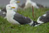 ad LBBG in Januari-April, ringed in the Netherlands. (72857 bytes)