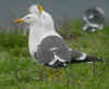 ad LBBG in Januari-April, ringed in the Netherlands. (78491 bytes)