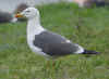 ad LBBG in Januari-April, ringed in the Netherlands. (76280 bytes)