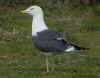 ad LBBG in Januari-April, ringed in Belgium. (68262 bytes)