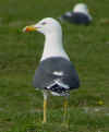 ad LBBG in Januari-April, ringed in the U.K. (51823 bytes)
