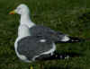 ad LBBG in Januari-April, ringed in the Netherlands. (64361 bytes)