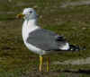 ad LBBG in Januari-April, ringed in the Netherlands. (75431 bytes)