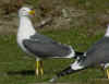 ad LBBG in Januari-April, ringed in the Netherlands. (77956 bytes)